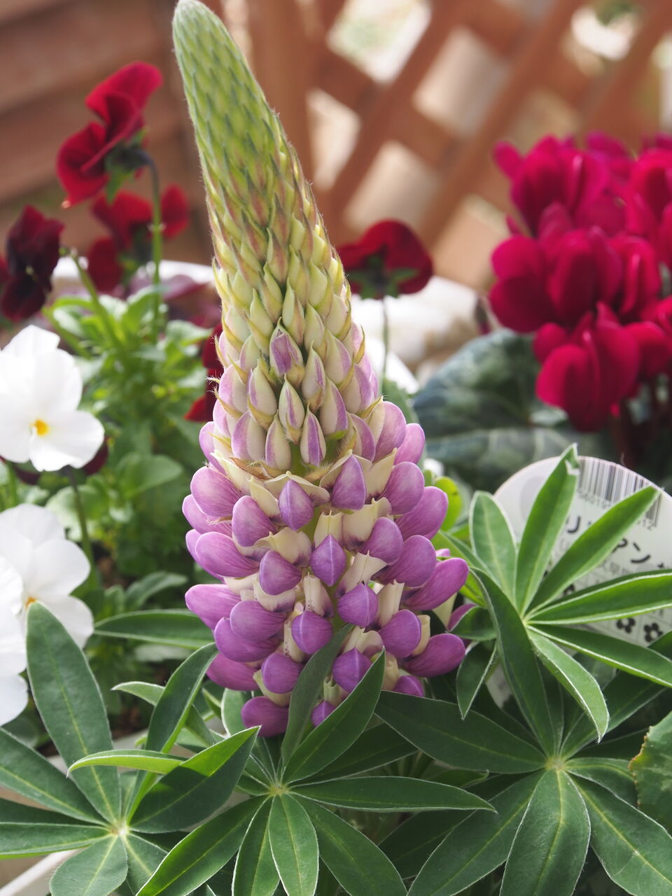 ベビーリーフ ｈａｐｐｙ ｄａｙ