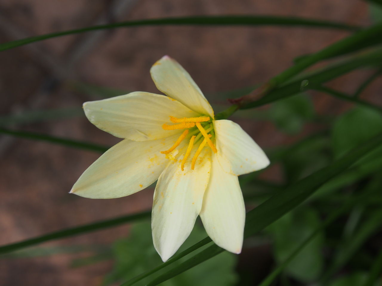 タマスダレ ｈａｐｐｙ ｄａｙ