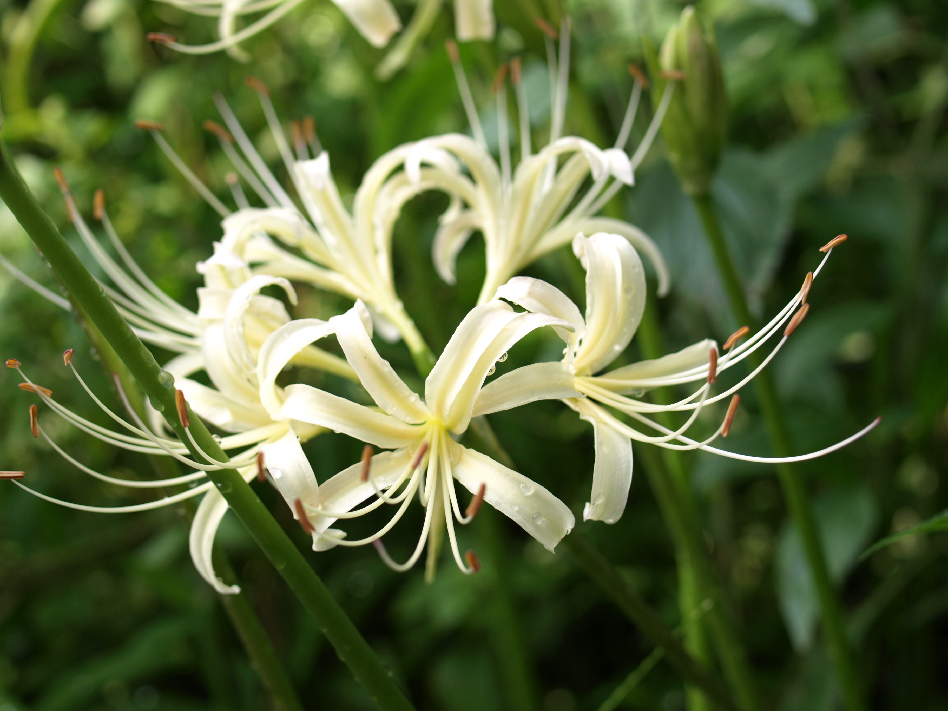 シロバナマンジュシャゲ ｈａｐｐｙ ｄａｙ