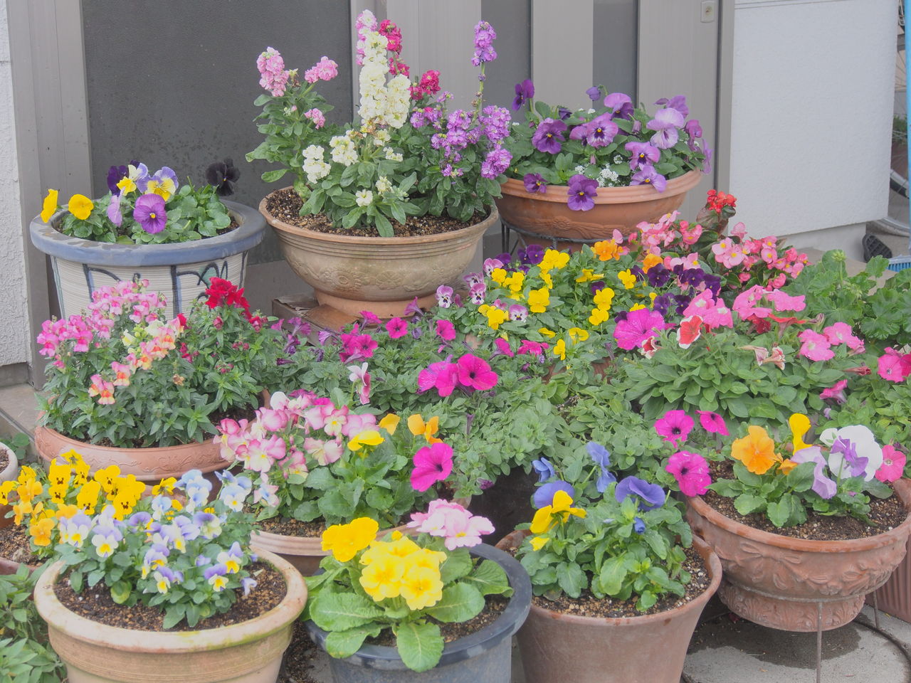 パンジーの花壇 ｈａｐｐｙ ｄａｙ