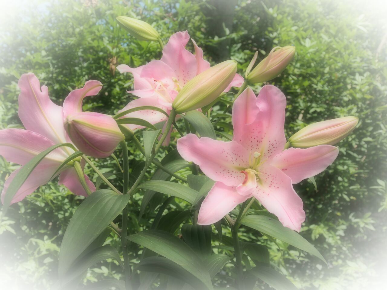 ユリの花 happy day ユリの花 happy day