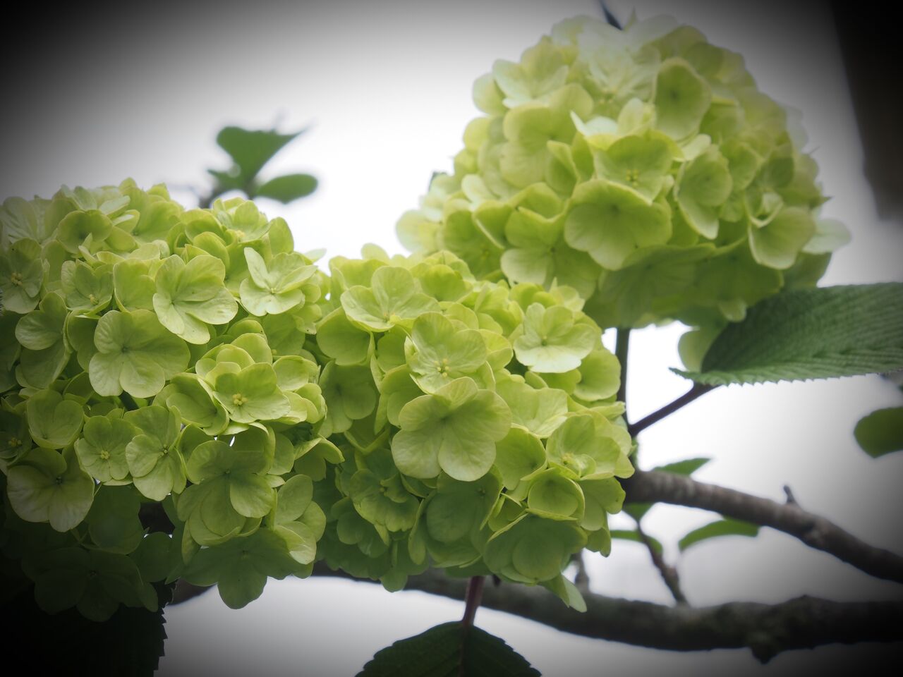 オオデマリ ｈａｐｐｙ ｄａｙ