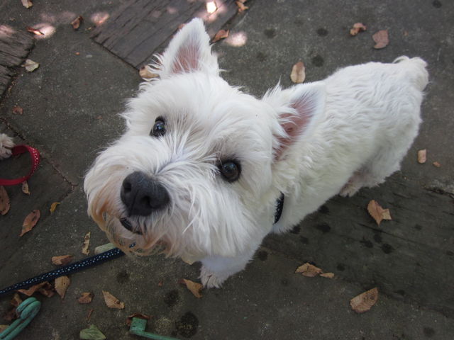 Image result for westie 犬 抱きしめる