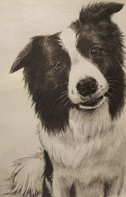 もう一回投げて　水彩画　ボーダーコリー caae93468241fac7aaa009c0b1f762