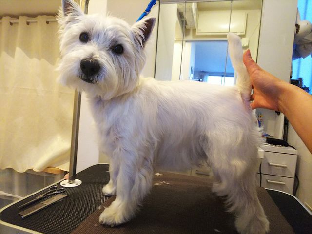 脱 乳酸菌ジプシーから１年５ヶ月 ばりゃの穴 11年復活