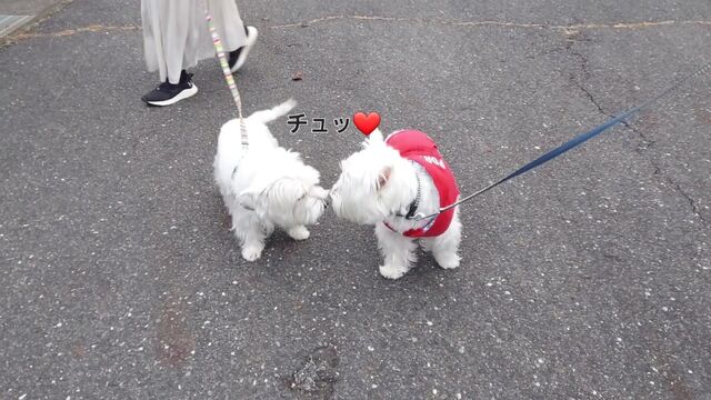 VideoCapture_20221126-113949
