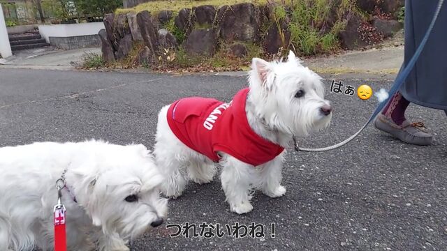 VideoCapture_20221126-114035