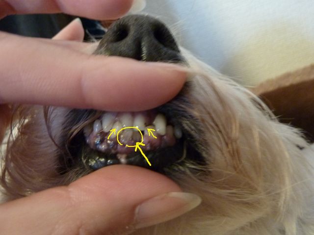 ウエスって欠歯が多いらしい ばりゃの穴 11年復活