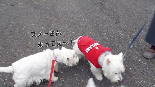 VideoCapture_20221126-114026