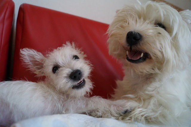 Image result for westie 犬 抱きしめる