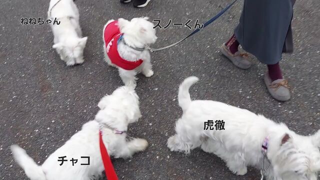 VideoCapture_20221126-114152