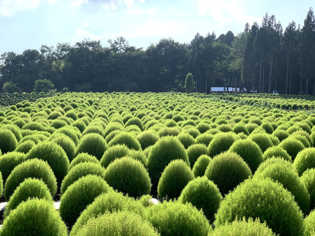 花畑 の 伊賀 野