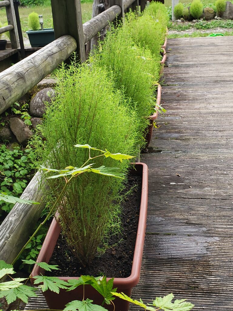 コキアのまわりの雑草取り 水やり作業 薔薇おやじのブログ コキアのまわりの雑草取り 水やり作業 薔薇おやじのブログ
