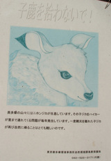 鹿