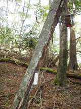 ���޻������ޥ����