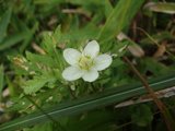 大菩薩 ウメバチソウ
