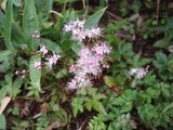 大菩薩 シモツケソウ