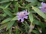 大菩薩 マツムシソウ
