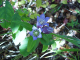 リンドウの花
