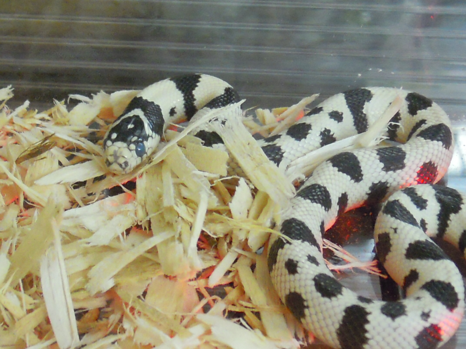 ミル姉さん 誘巳はいとおかし