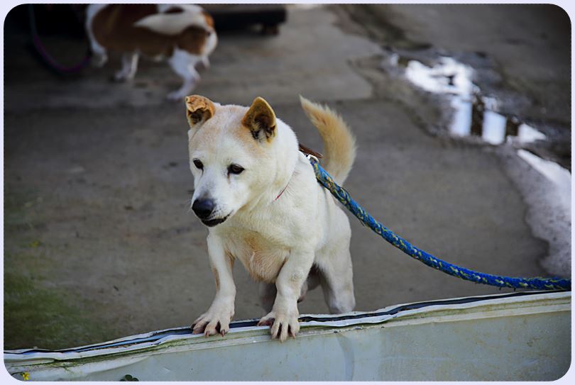 希少犬種 大東犬 に会いに行く 写真日記