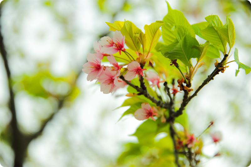 長嶋茂雄ロードの葉桜 伊豆の国市 写真日記
