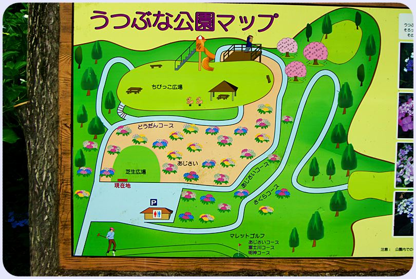 とっとこ隊 南部町 うつぶな公園 あじさい 写真日記 とっとこ隊 南部町 うつぶな公園 あじさい 写真日記