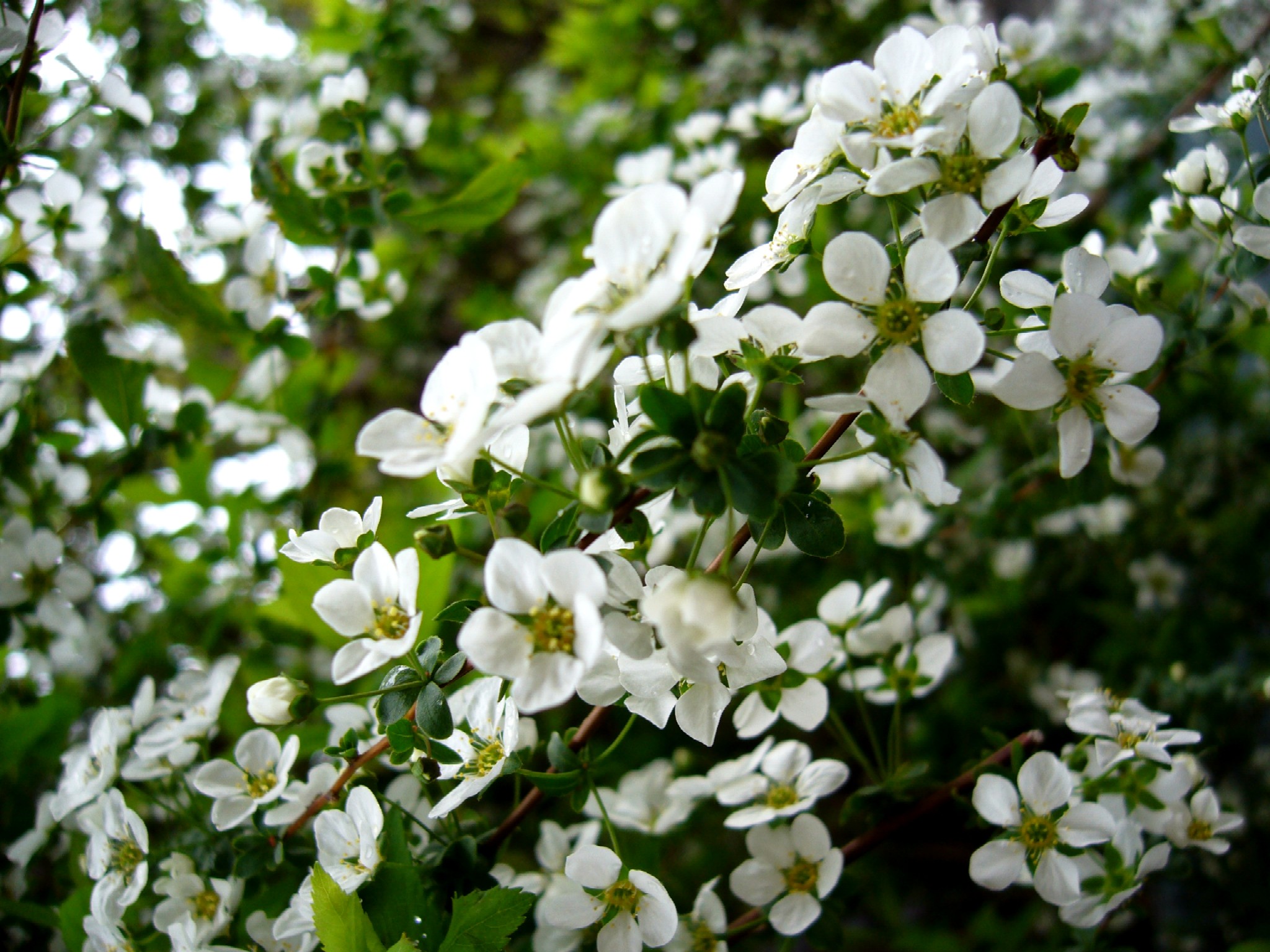 花散策ー風に揺れる白い花達 気ままにヘアーサロン アロマ日記