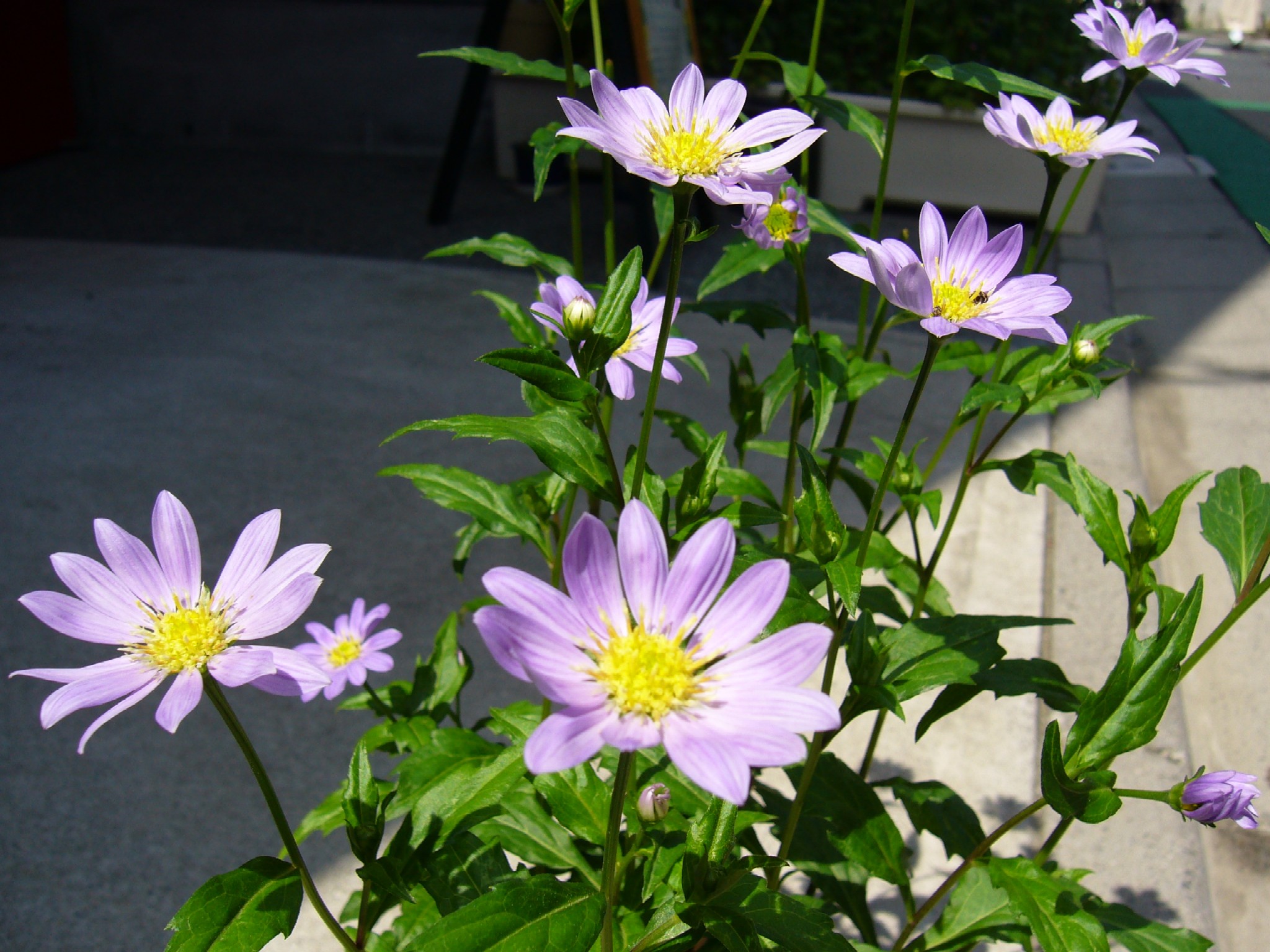 春の草花 山吹 都忘れ 勿忘草 気ままにヘアーサロン アロマ日記