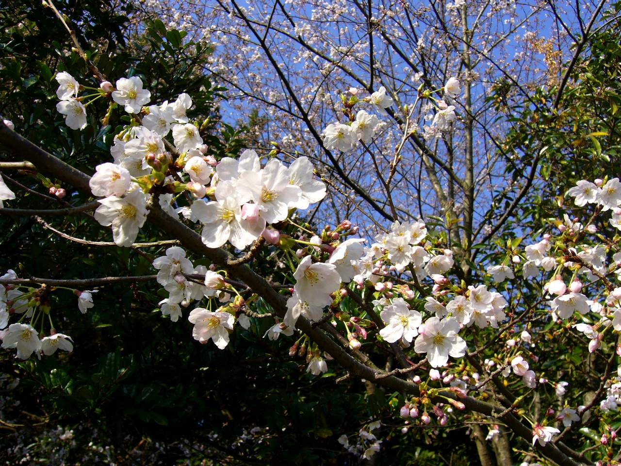 桜 桜 そして 気ままにヘアーサロン アロマ日記