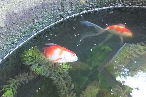 きんぎょの死 けいちゃんのひとりごと 旧 ハナさんのエッセイ