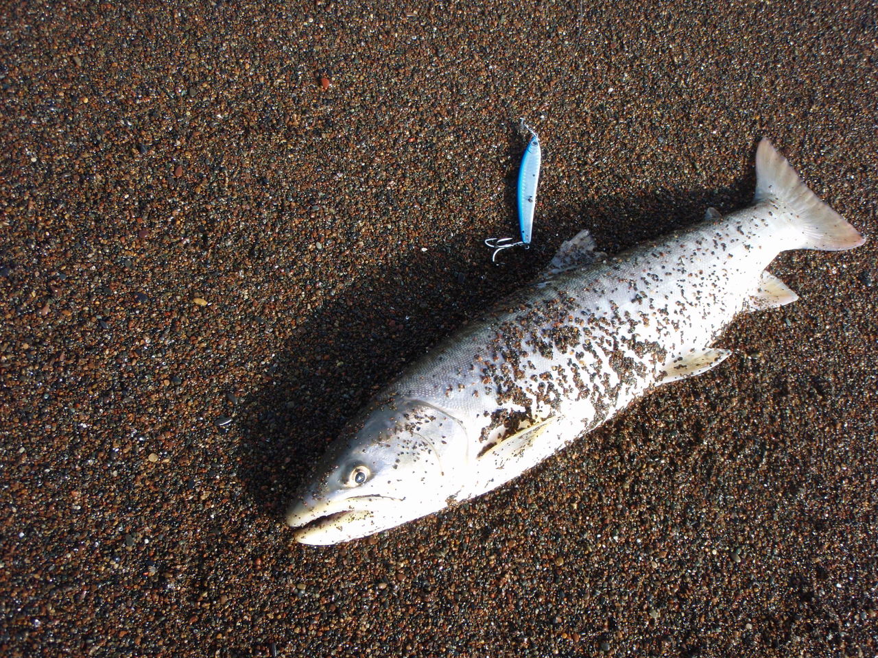道東の海アメ 海サクラ Bar Fly Kushiro 道東の海アメ 海サクラ Bar Fly Kushiro