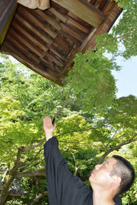 西山浄土宗の総本山・光明寺の勅使門、アライグマに壊される 「修繕には数千万円以上と長い時間」