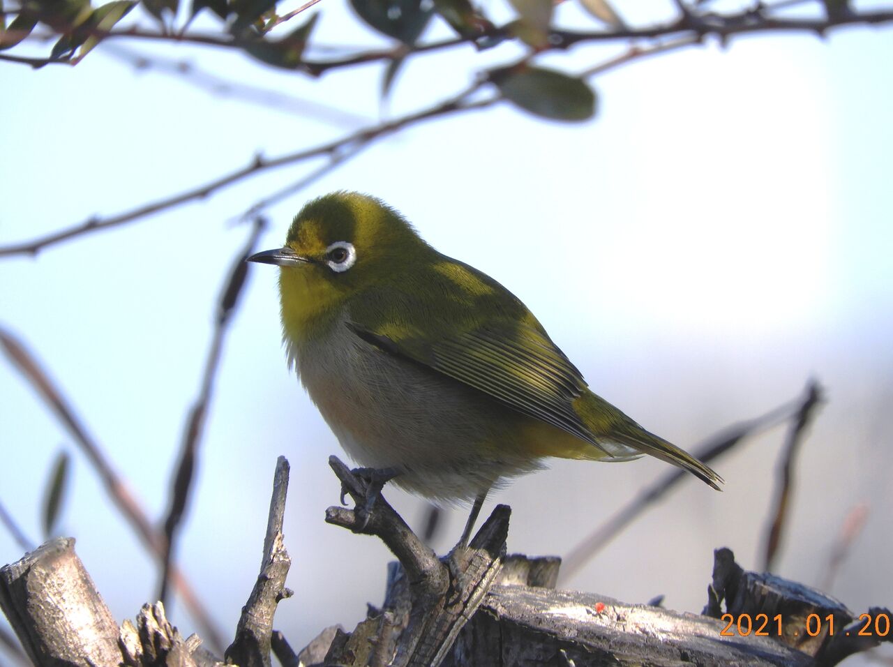 21年02月 気まぐれ野鳥日記 21年02月 気まぐれ野鳥日記