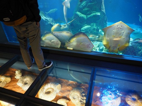 鳥羽水族園 (41) (1024x768)