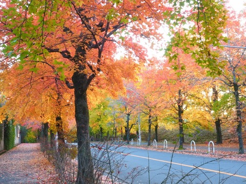 20151124三色街道 (40) (1024x768)