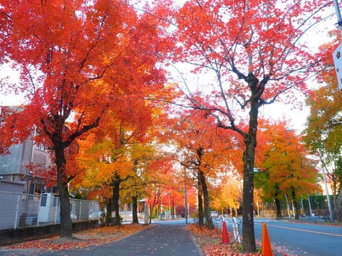 20151124三色街道 (31) (1024x768)