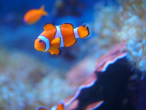 鳥羽水族園 (17) (1024x768)