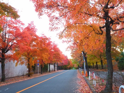 20151124三色街道 (8) (1024x768)