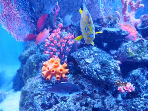 鳥羽水族園 (61) (1024x768)