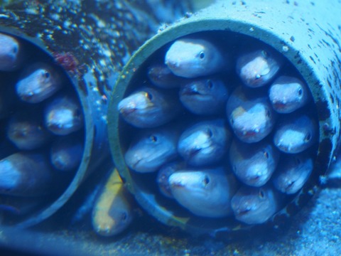鳥羽水族園 (53) (1024x768)