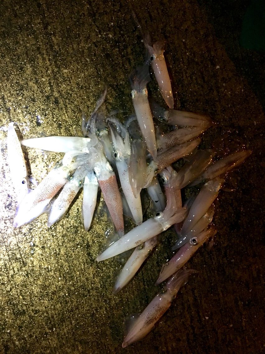 ベイカ釣り 地元 高松 Angler バルタン2nd ベイカ釣り 地元 高松 Angler バルタン2nd