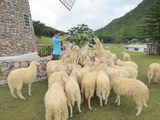 羊の餌やり