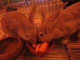 うさぎ