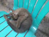ねこ