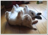 usagi