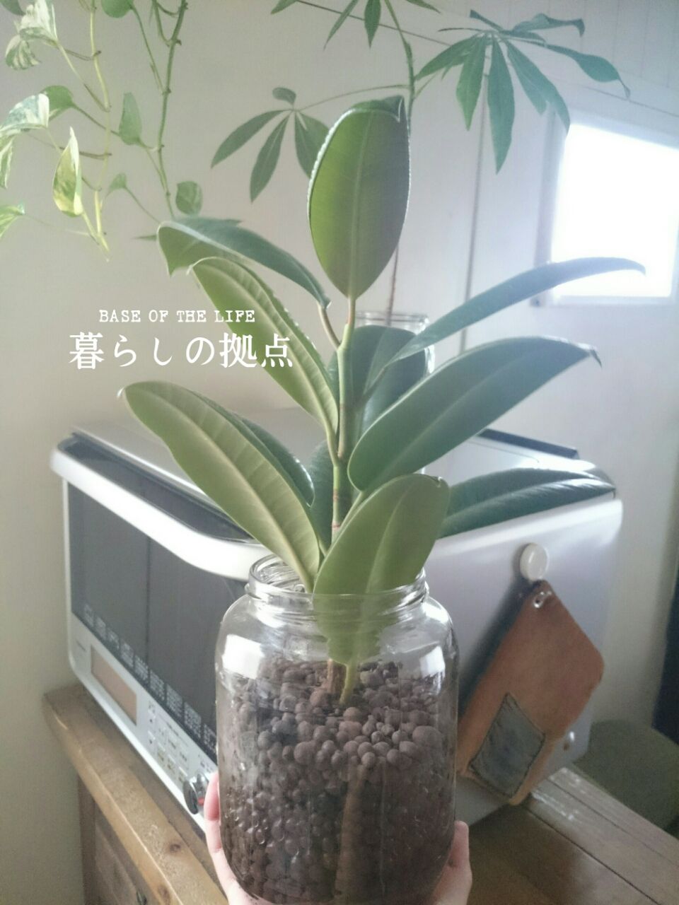 100均 観葉植物 ハイドロカルチャー その後 Base Of The Life 暮らしの拠点