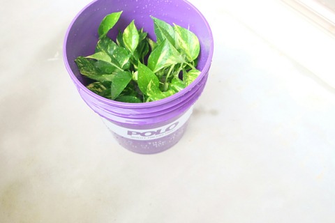 [画像:b6da041b-s.jpg]