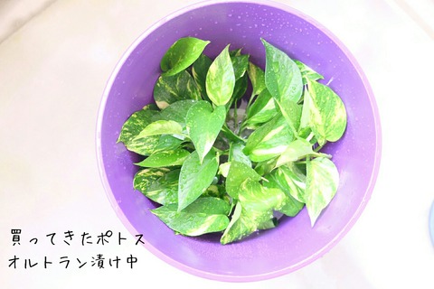 [画像:c3f12f3e-s.jpg]