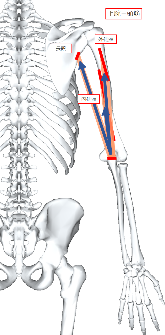 三 筋 上腕 頭 上腕三頭筋の構造とは『筋トレ効率UP』 ｜